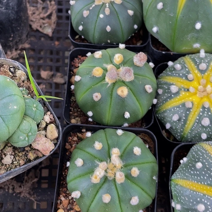 大南瓜3.8带盆土发货