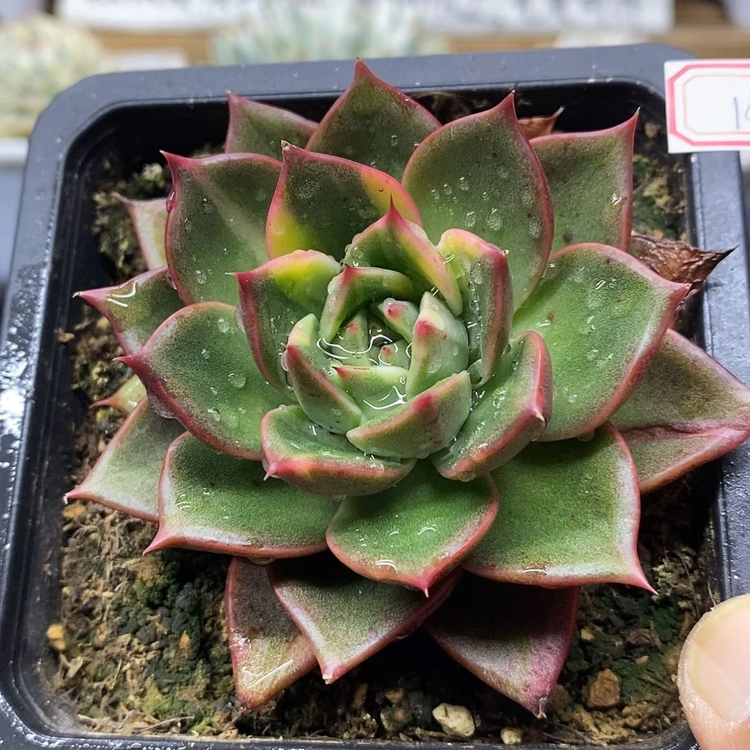 27183 不知名东云花脸锦