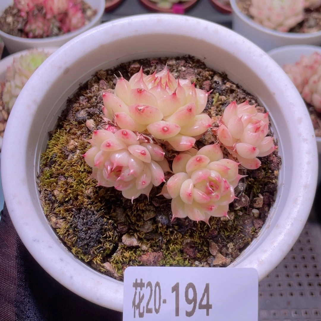 花利美20-194海王