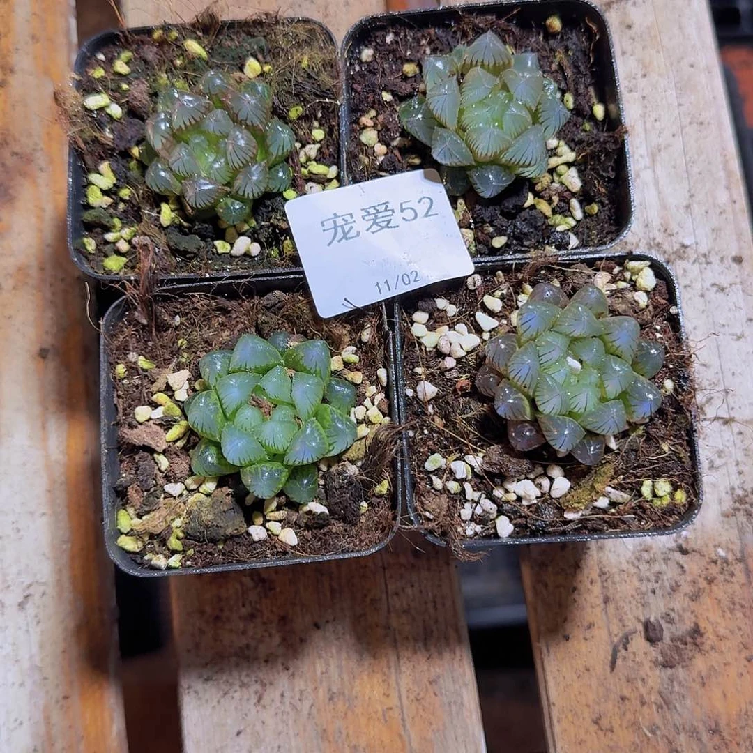 直播福利一物一拍52