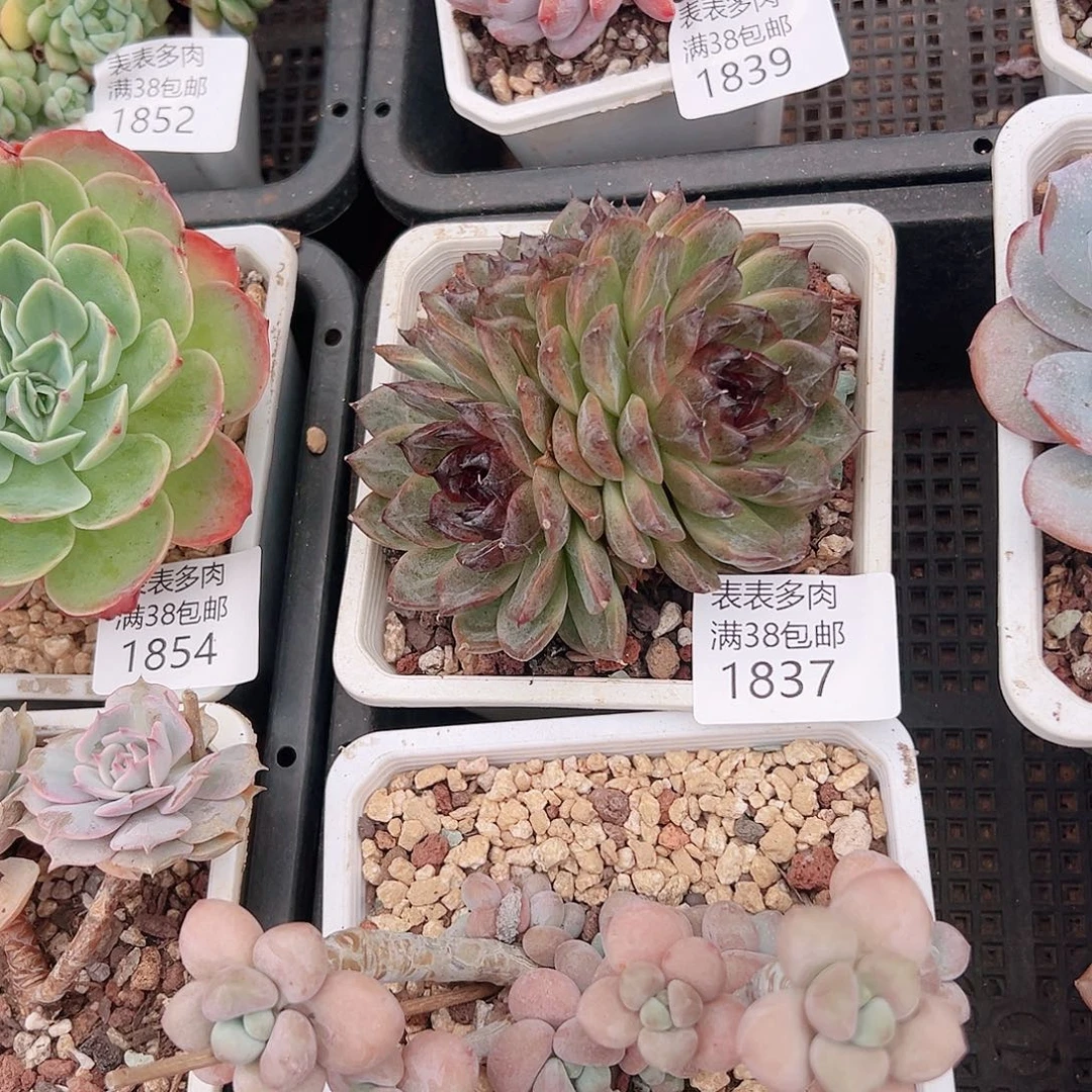 杨***洋多肉一物一拍植物1837