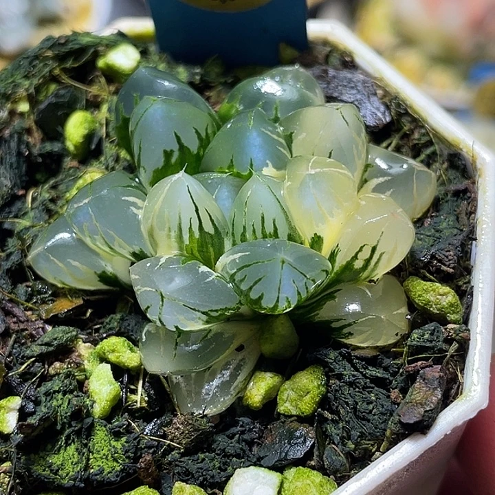 518北极之光锦特选福利