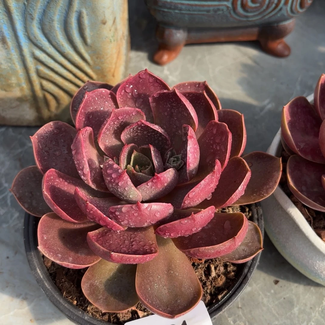 同温层多肉红灯81