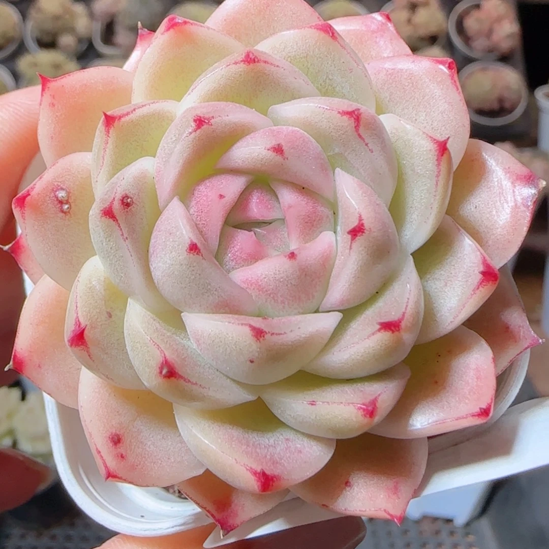 花语多肉1224-82包子
