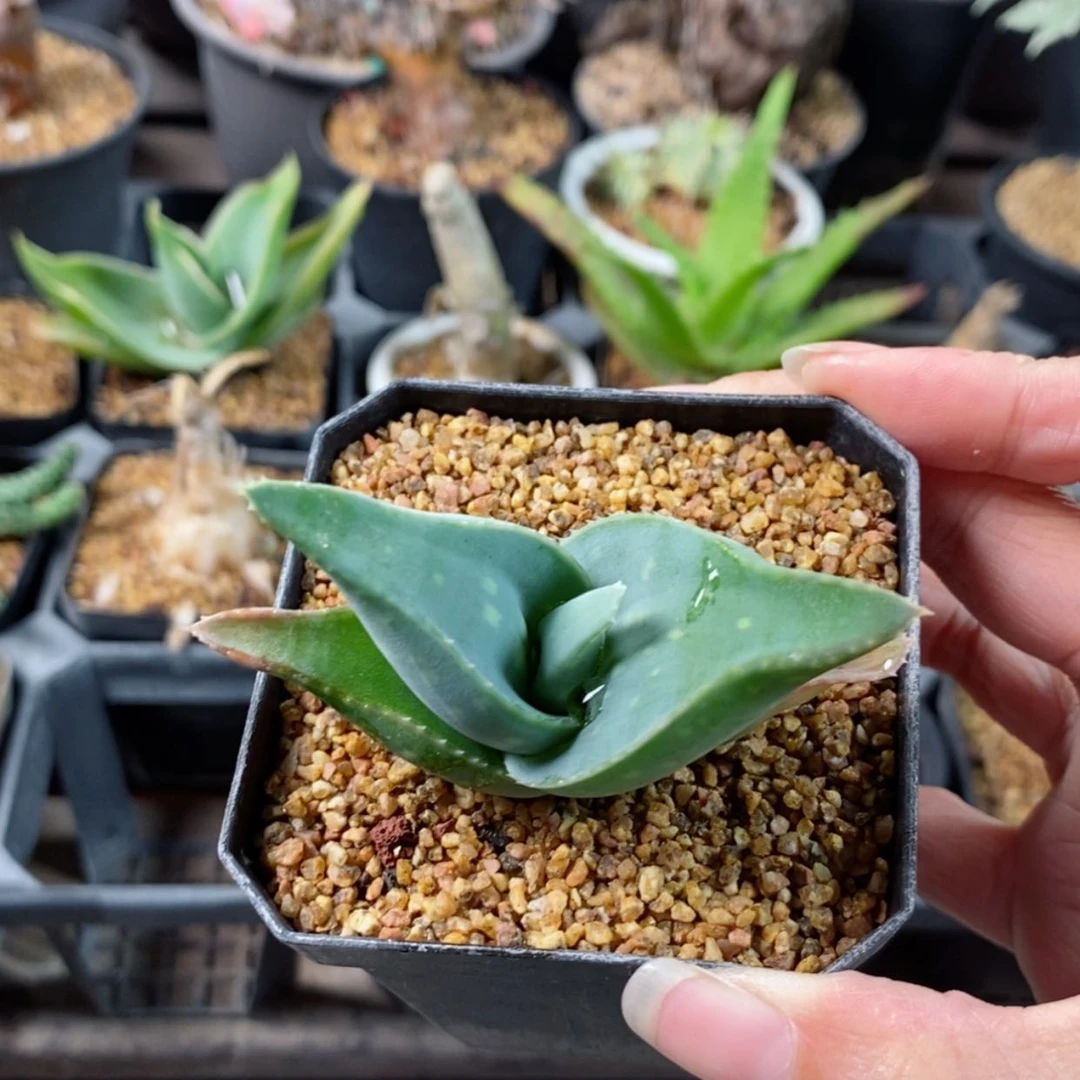 【闪购商品】皮划艇芦荟