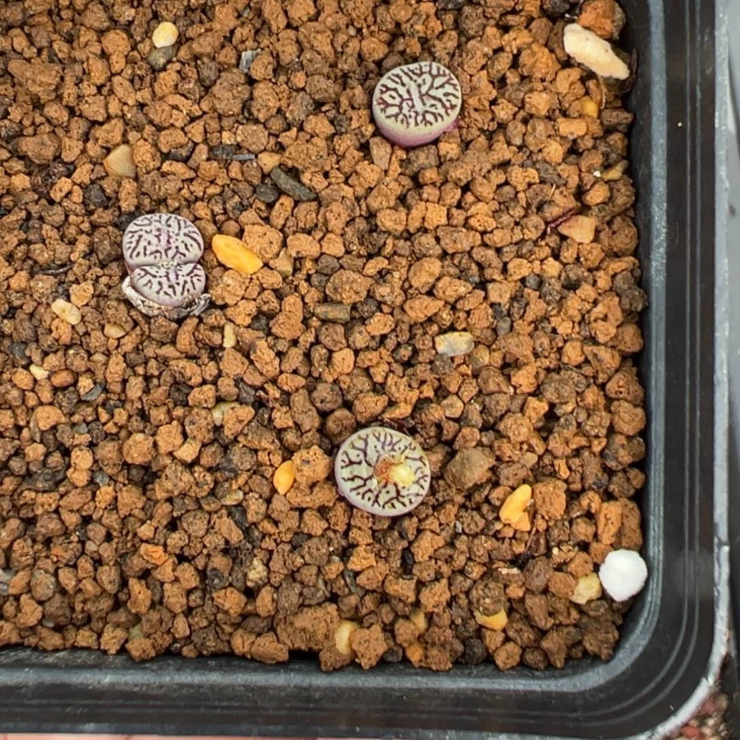 13-111肉锥多肉植物