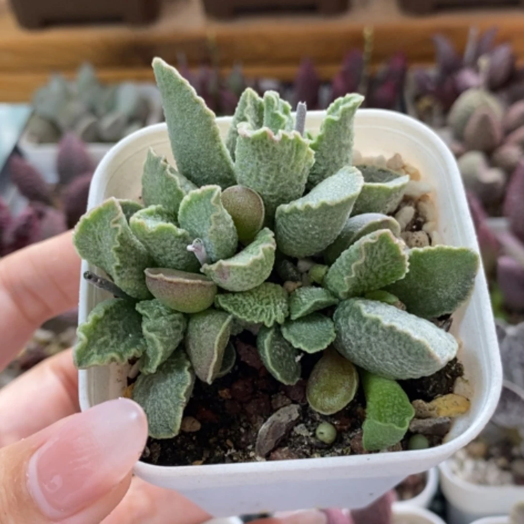 【闪购商品】无花朵悠**卡龙葵