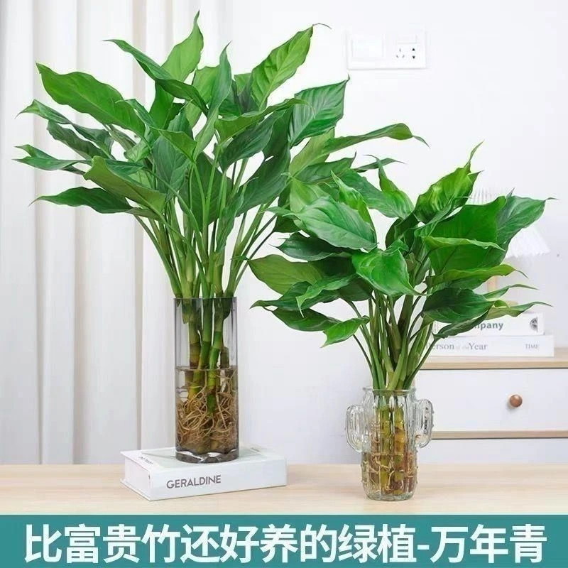水培万年青富贵竹盆栽室内桌面净化空气好养绿植