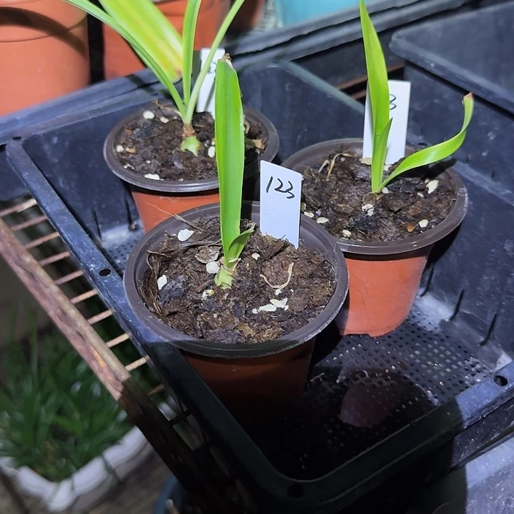 123朱顶红一棵1-1.2