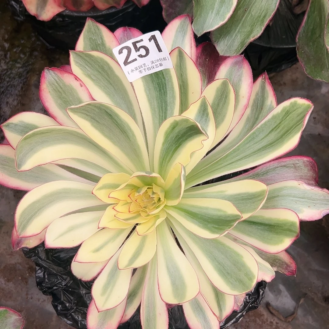 多肉植物多肉植物251