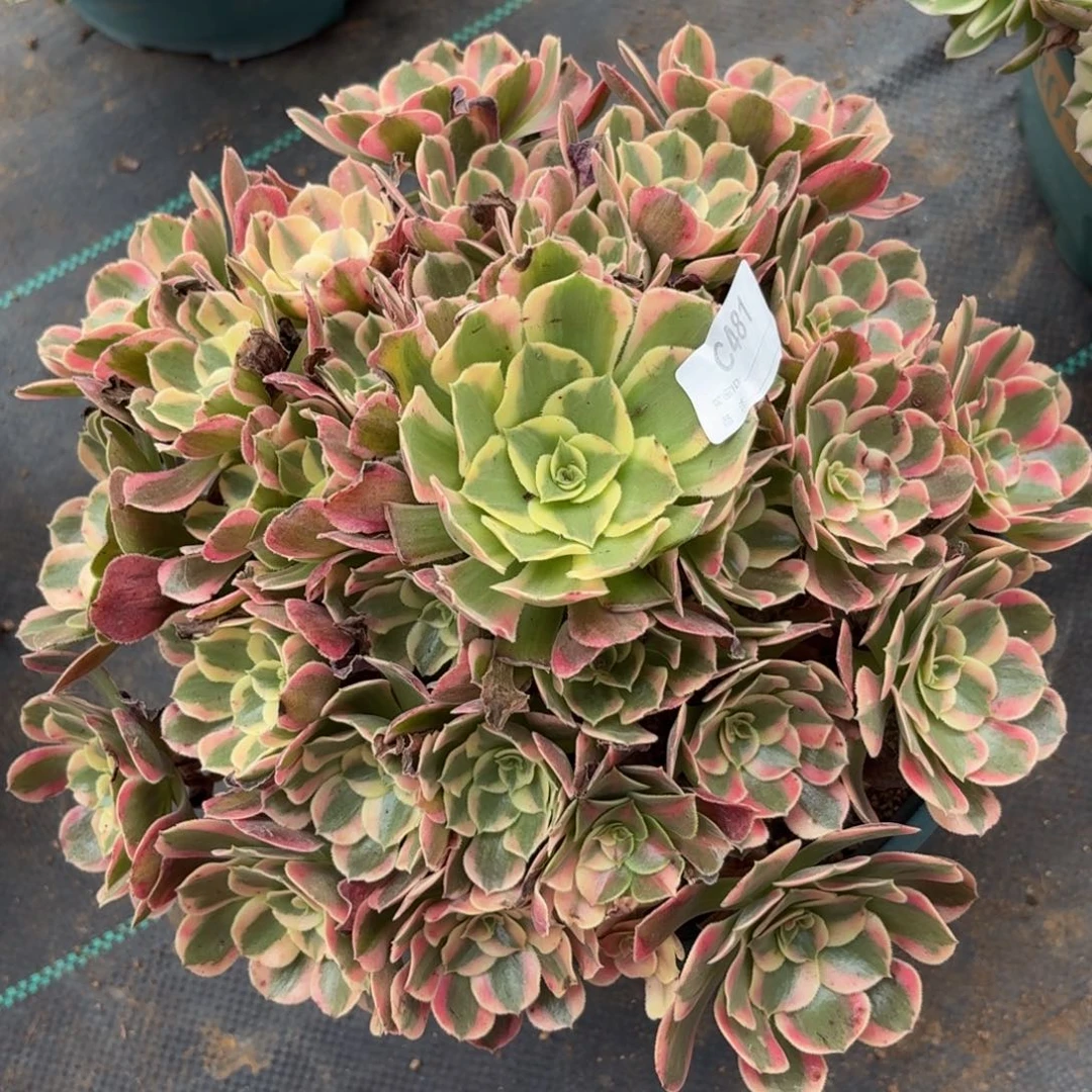 481邀约多肉植物发货