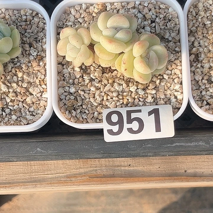清****9多肉植物一物一拍