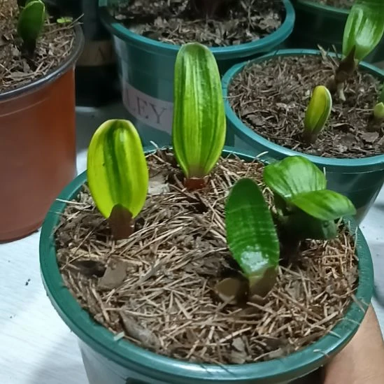 无花朵君子兰小苗君子兰小苗君子兰小苗