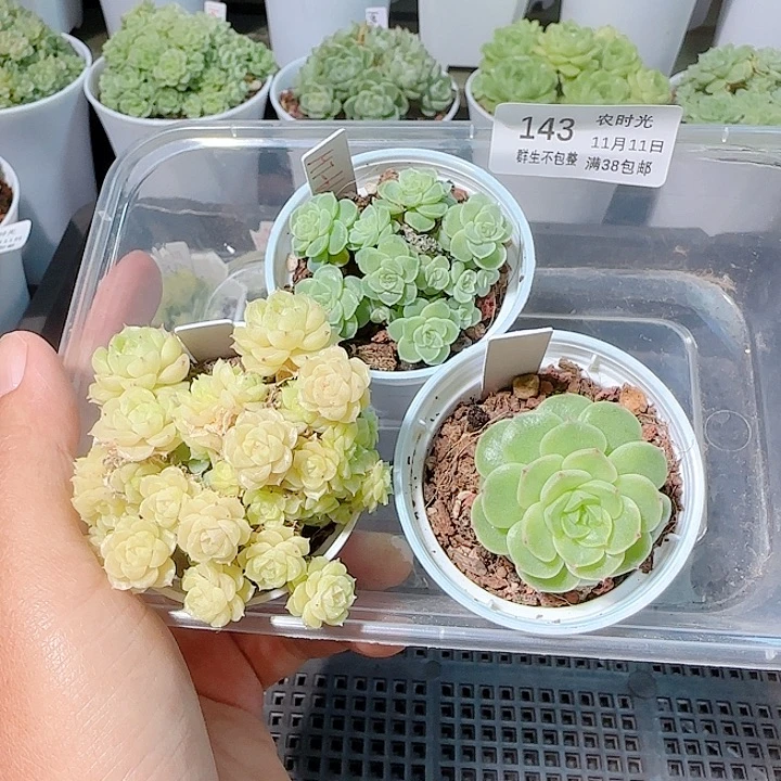 1111-143麦杆打包专拍