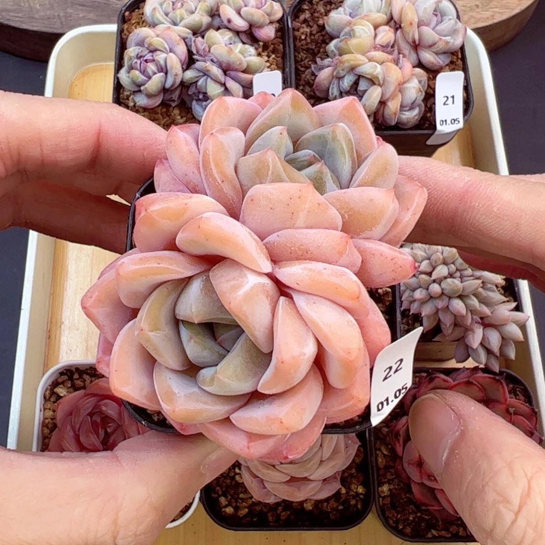 好好看22、哈哈哈哈