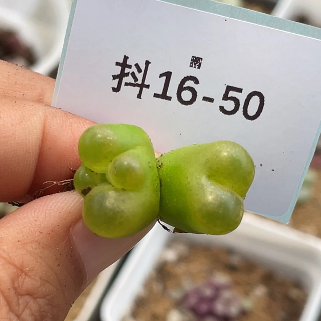 16-50变异毛毛多肉植物
