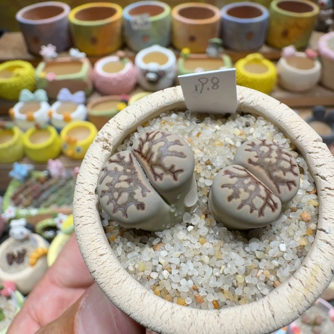 蘑菇1387菊化石多肉植物