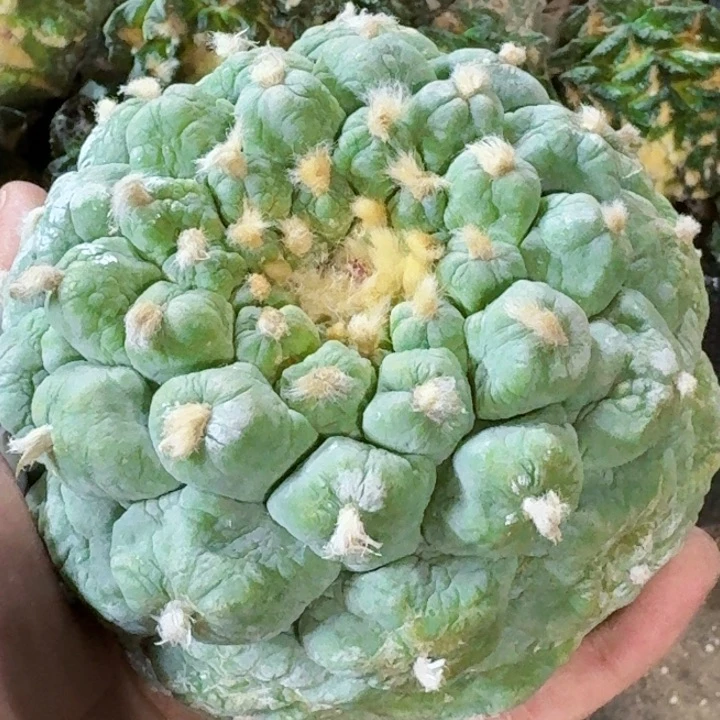 无花朵福利落地大尤659