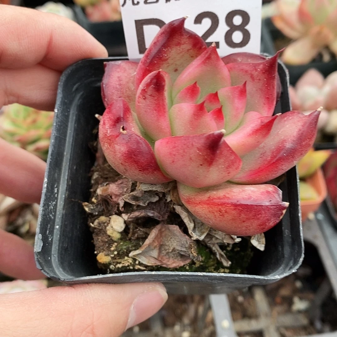 D28一物一拍满9.9包邮