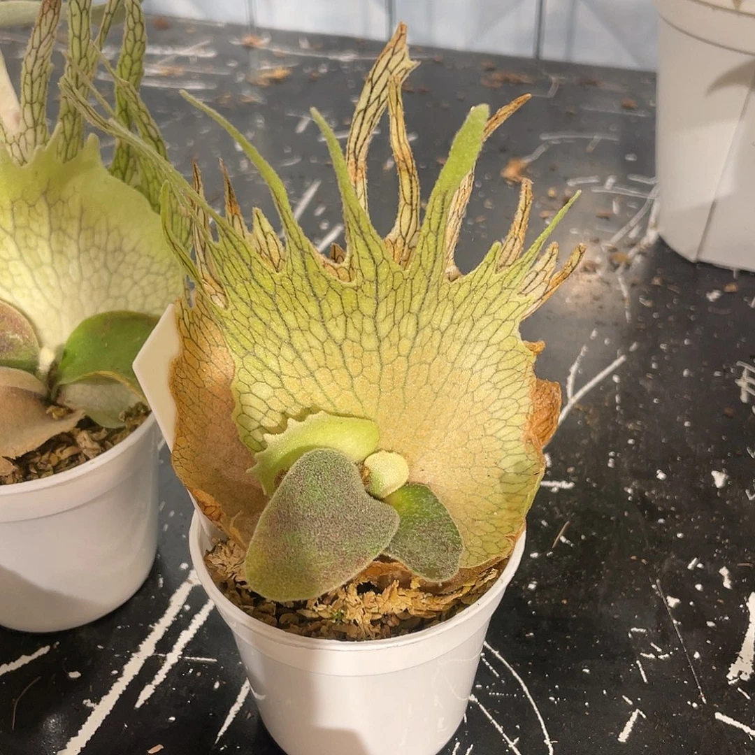 完全开放Ar鹿王孢播