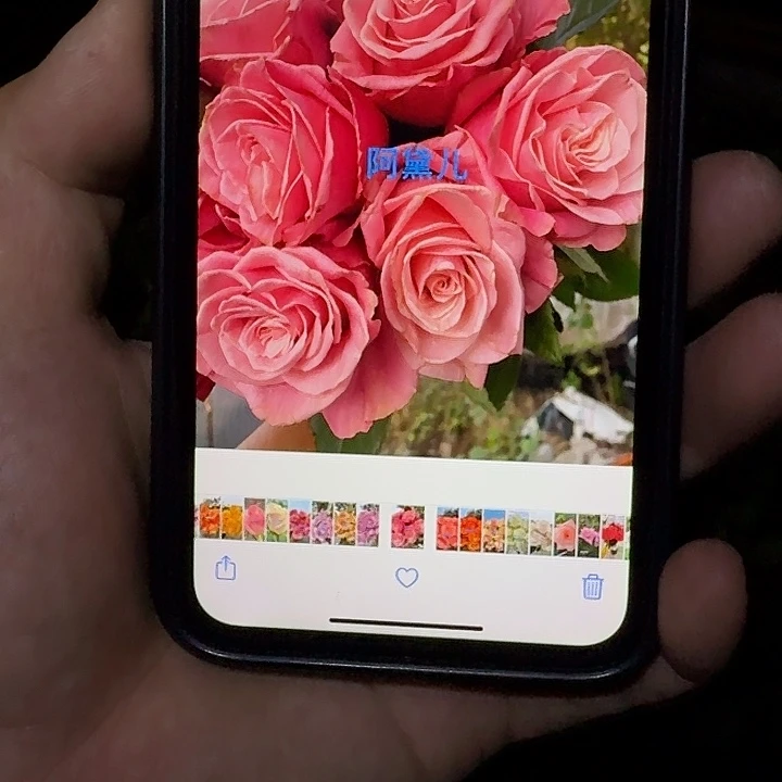 无花朵阿黛尔根接小苗