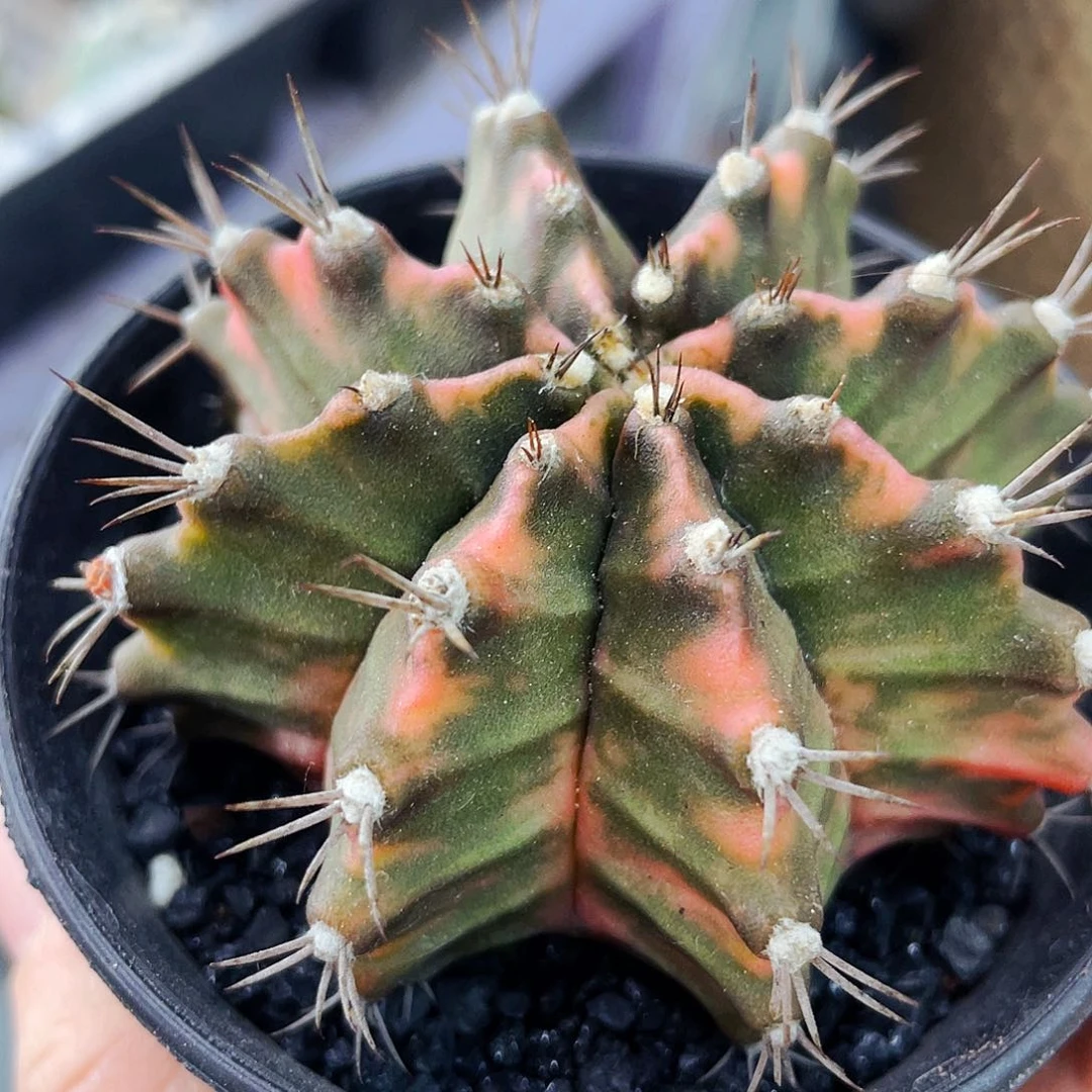 天***球非偏远地区满25包邮仙人球