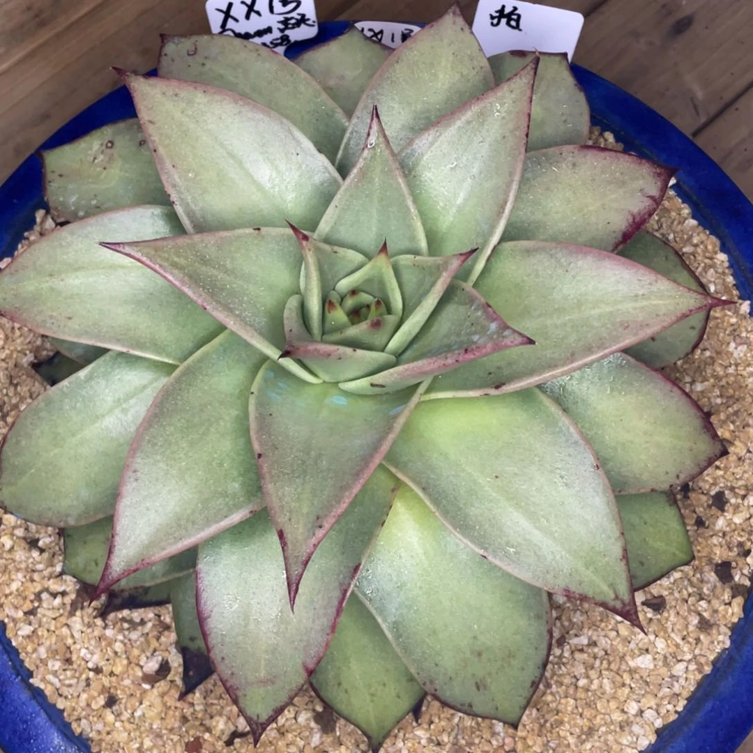 胜*多肉植物，山人园艺