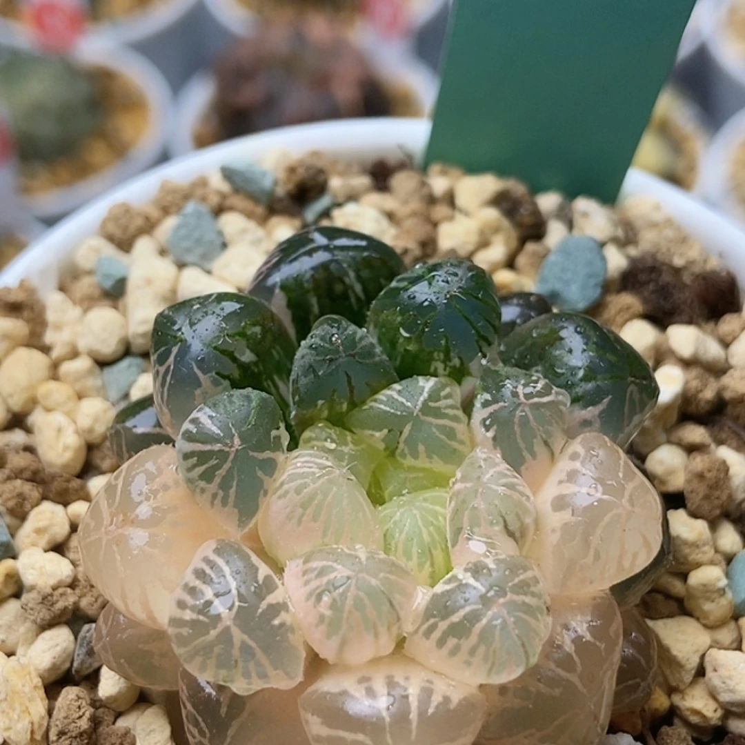 塑料皮锦40111111111111