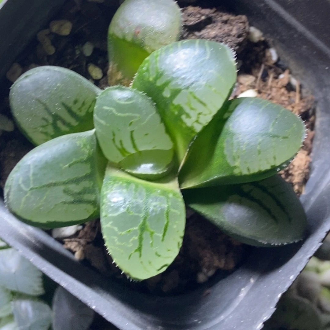 变异魔界寿一物一拍