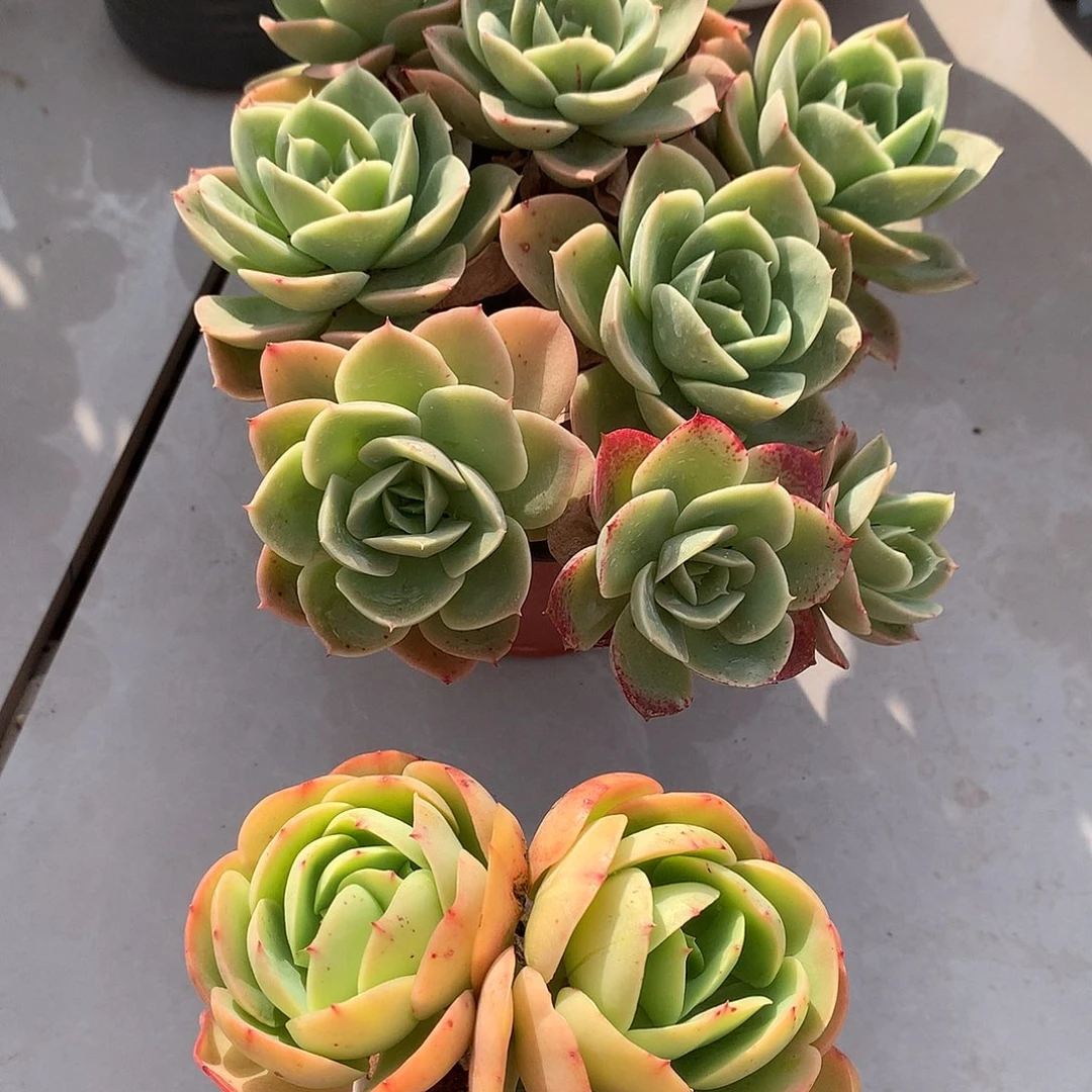 鸡蛋碧桃多肉植物，星娜塔