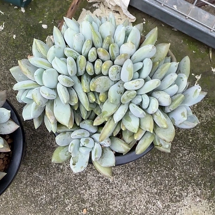 感***切青蛙王子儿童牙膏套装11