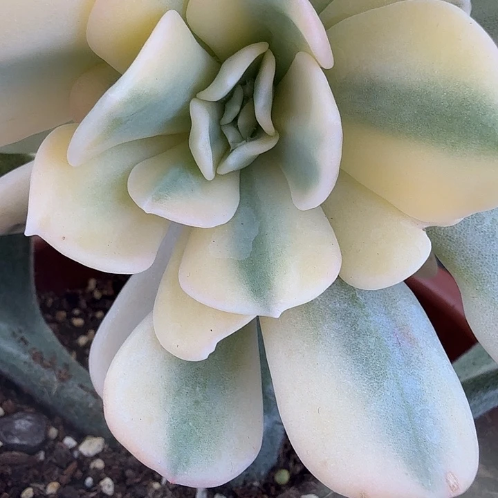 雪特锦可嫁接多肉锦