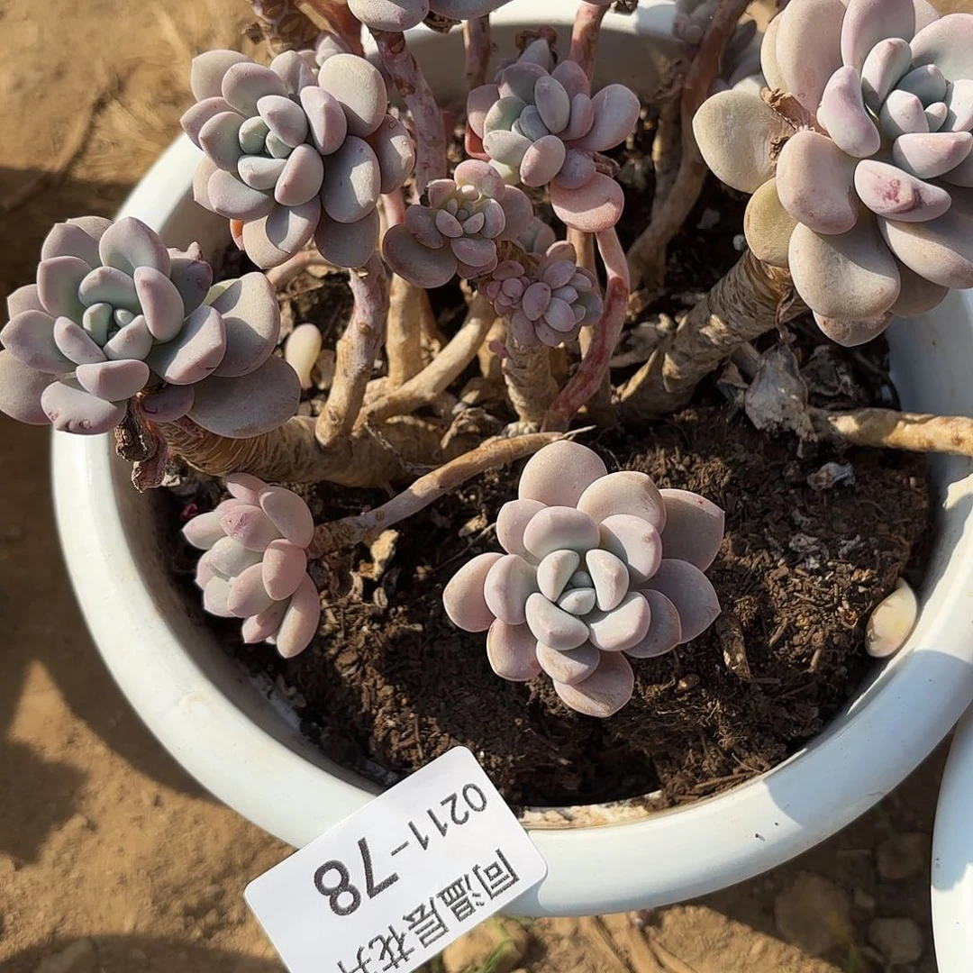 同温层多肉78白露