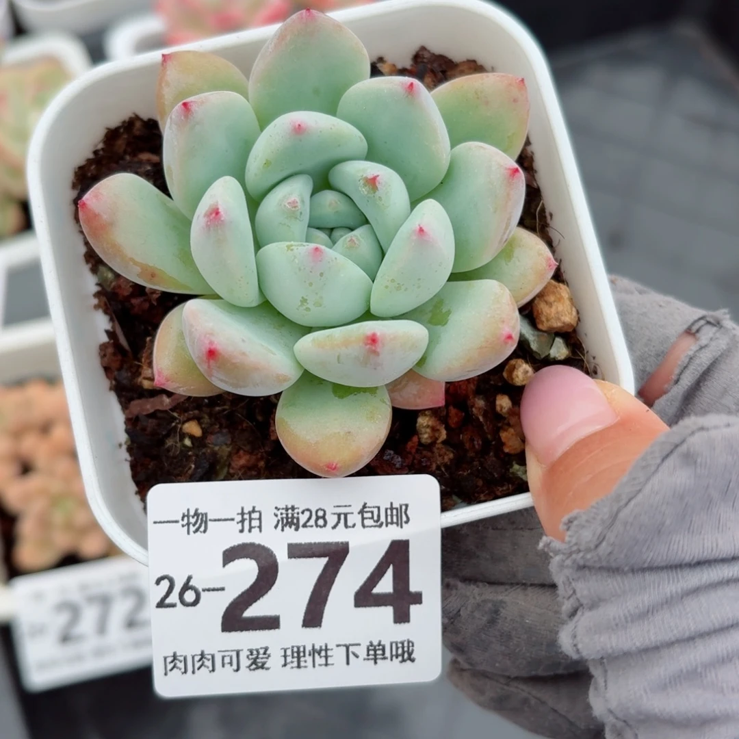 望舒无盆土发货无盆土发货无