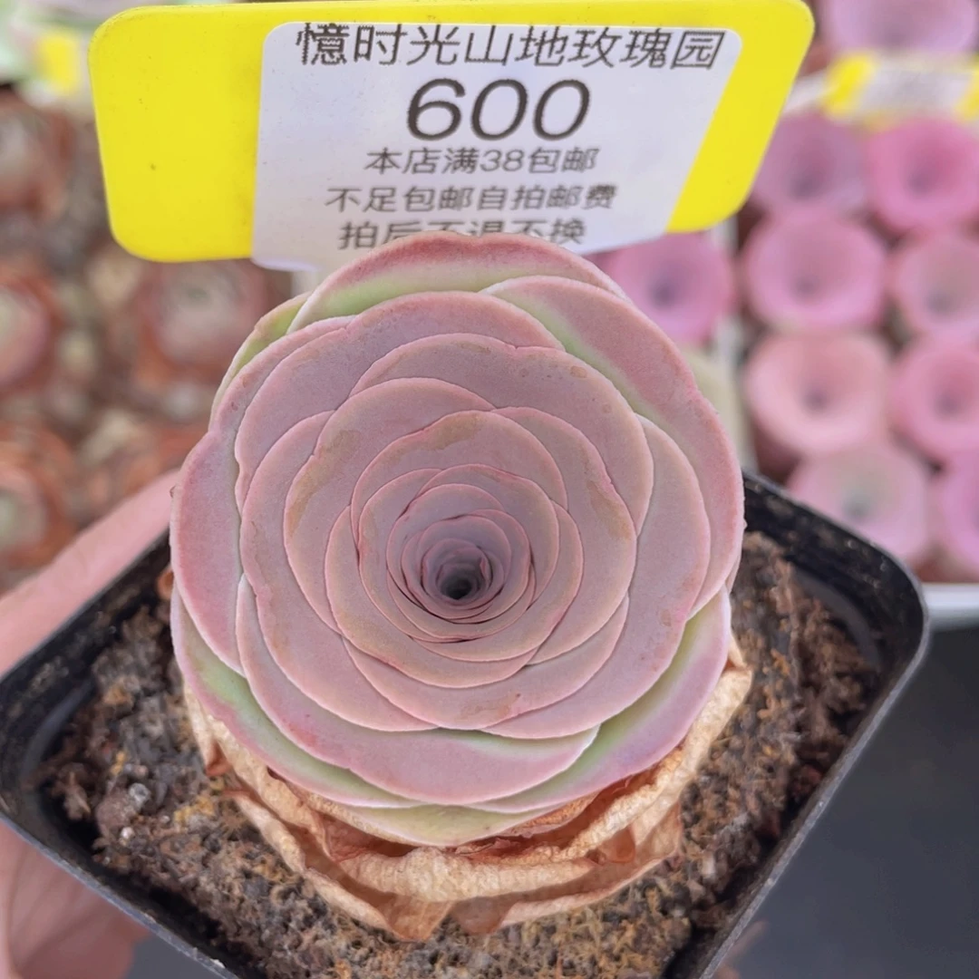 山地玫瑰600满38包邮裸根发货