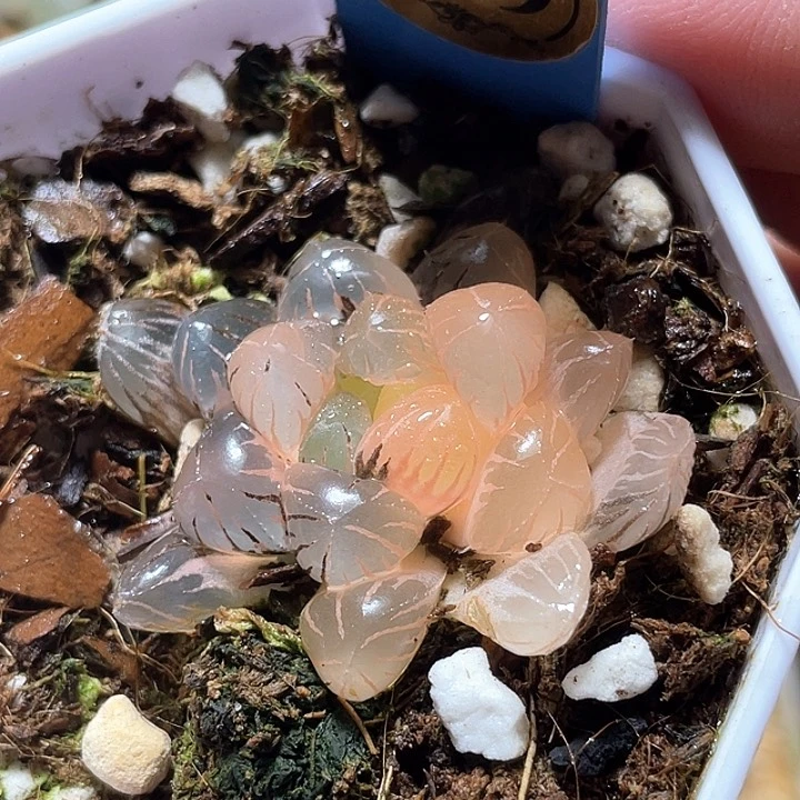 579冰燈錦一物一拍