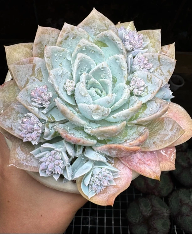 木樨甜心单双混发 满15包邮不满到付