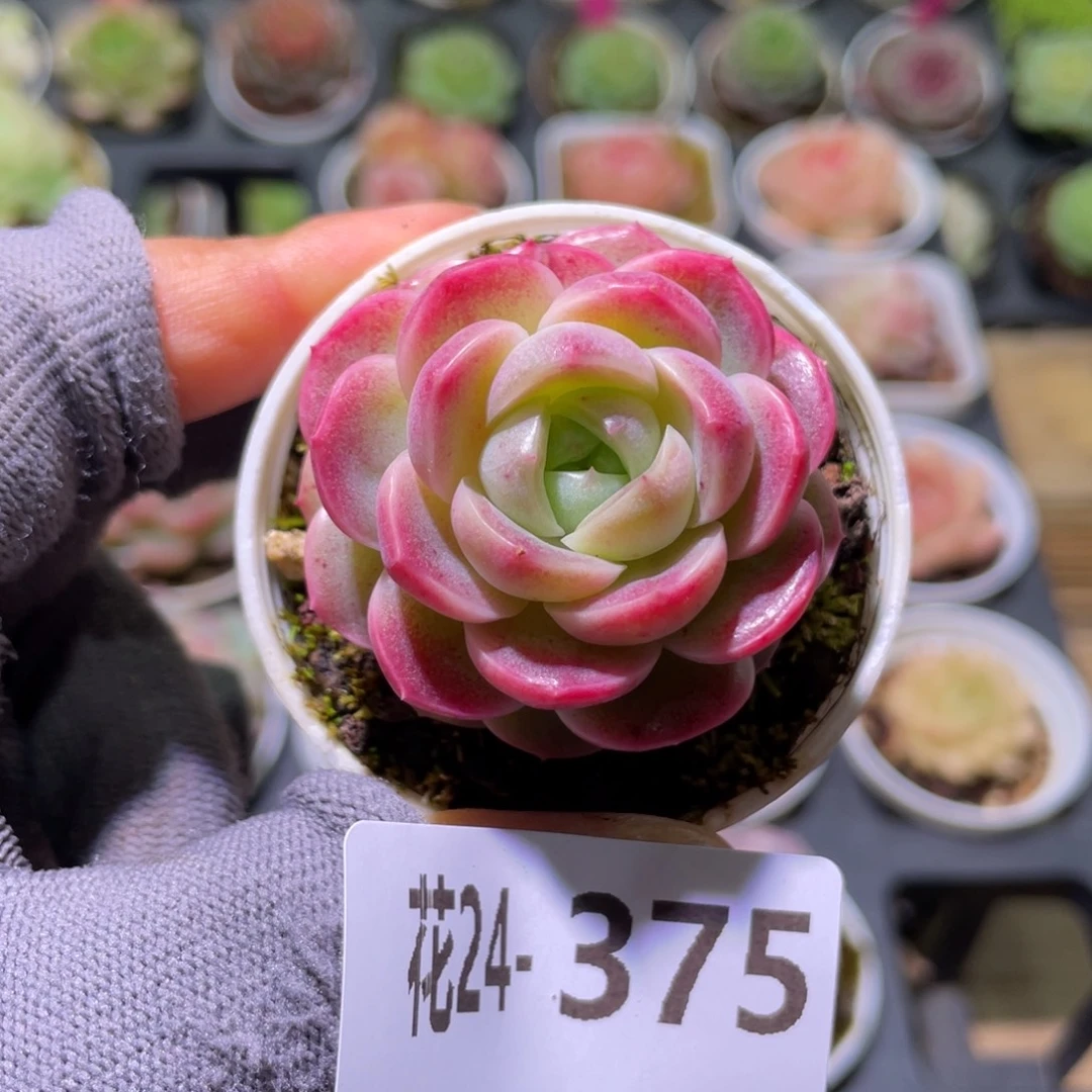 花利美24-375新品