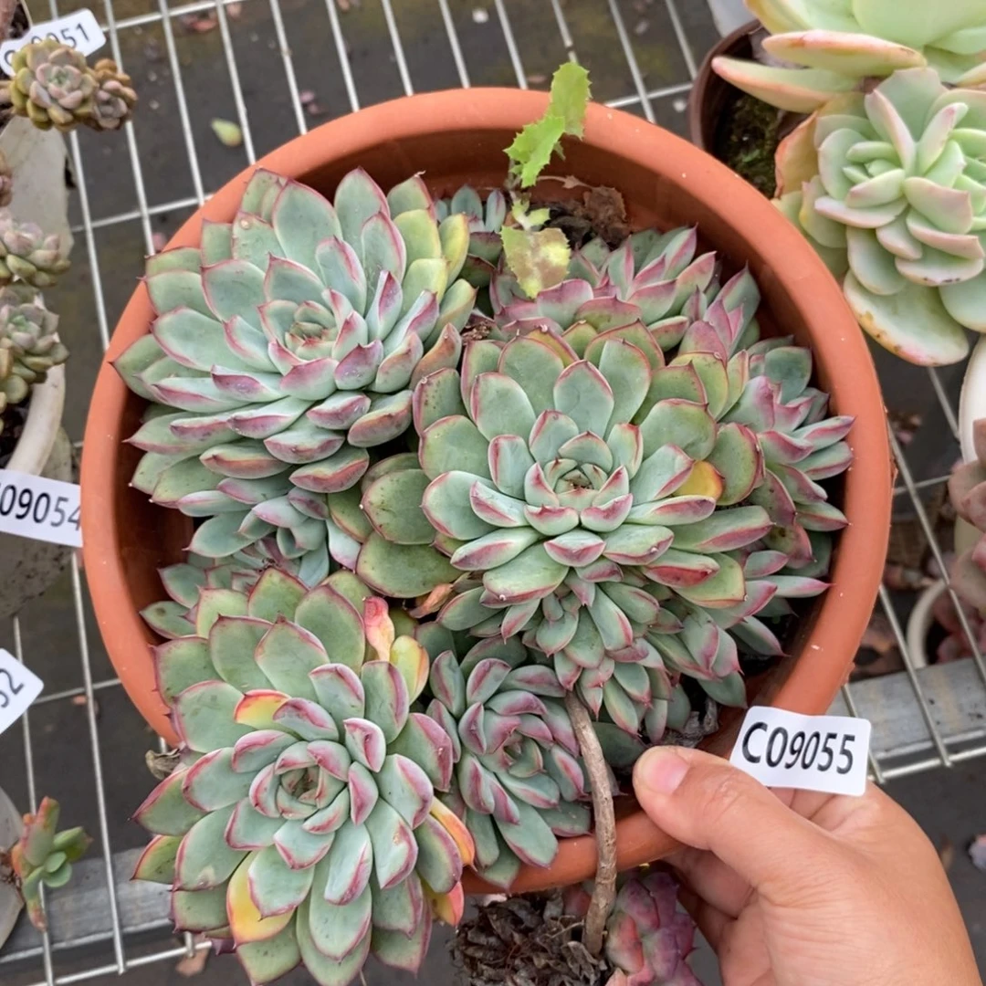 9055荷花群生一物一拍