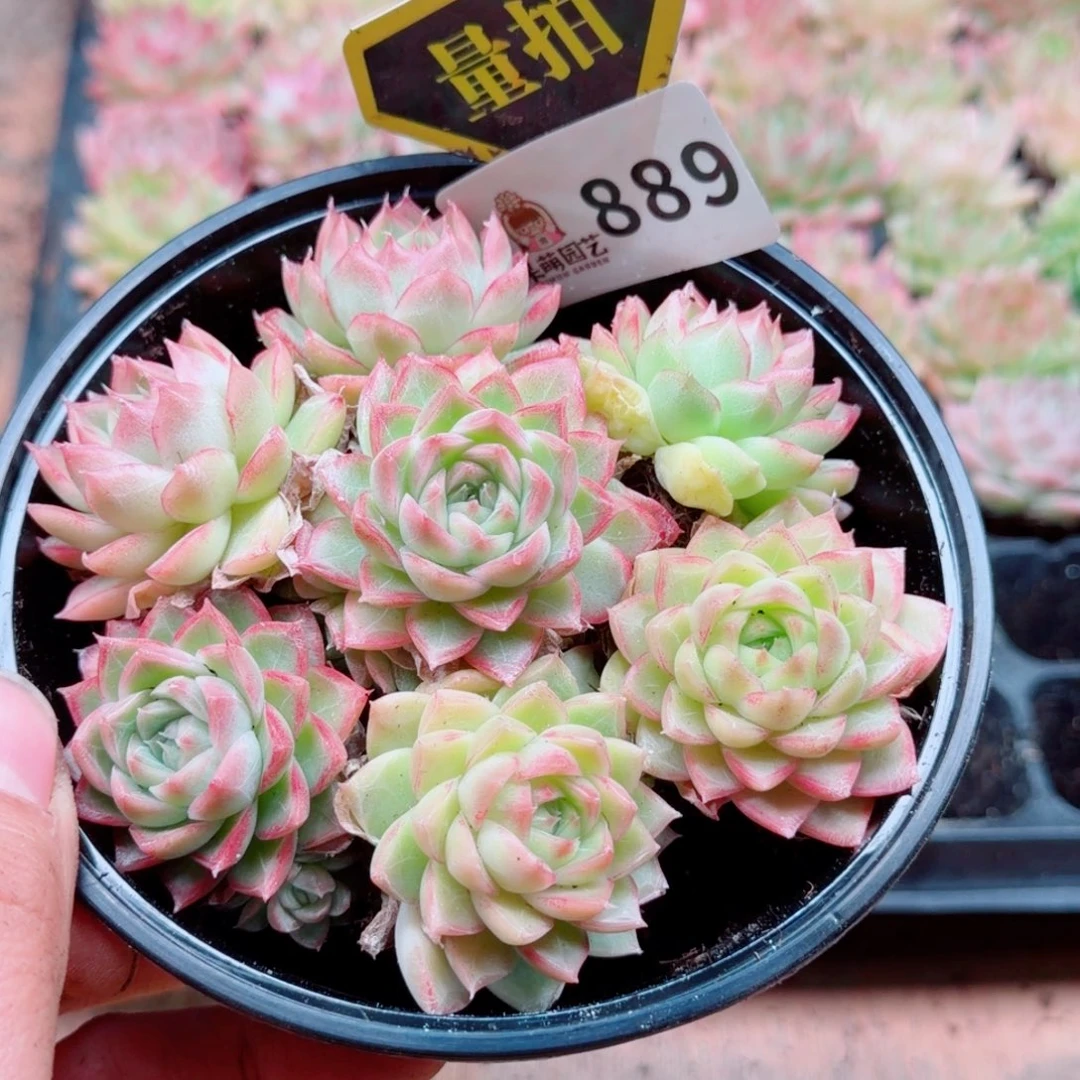 多肉植物多肉植物