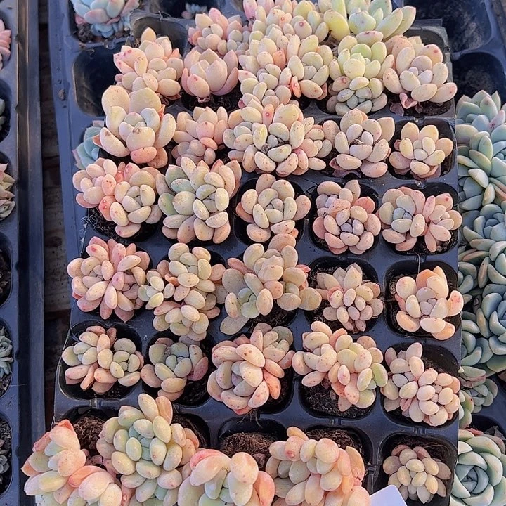 直播福利一物一拍74