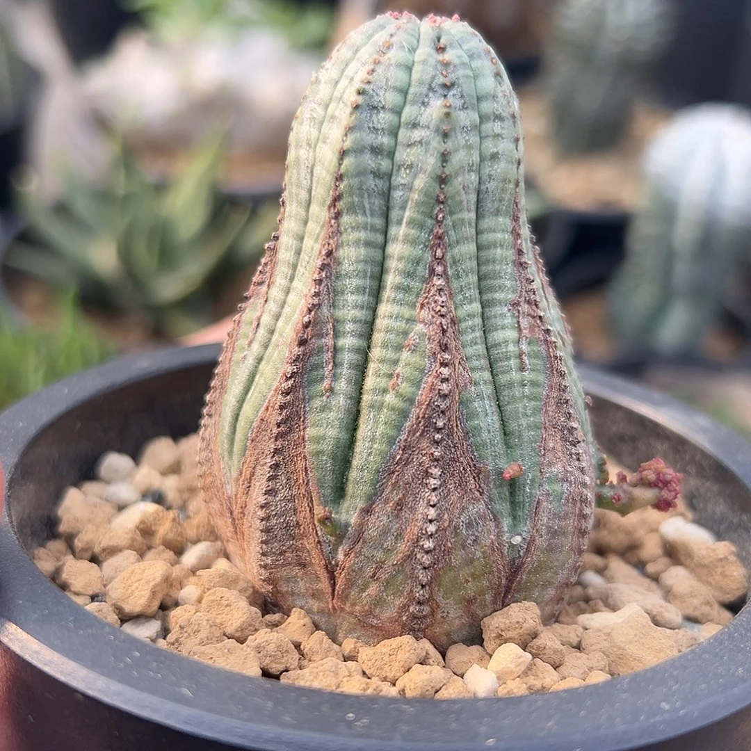 完全开放欧系布纹球带嵌合体g