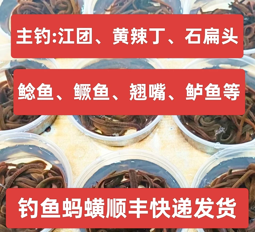 钓鱼饵料蚂蟥(发顺丰快递不能及时取货慎拍）