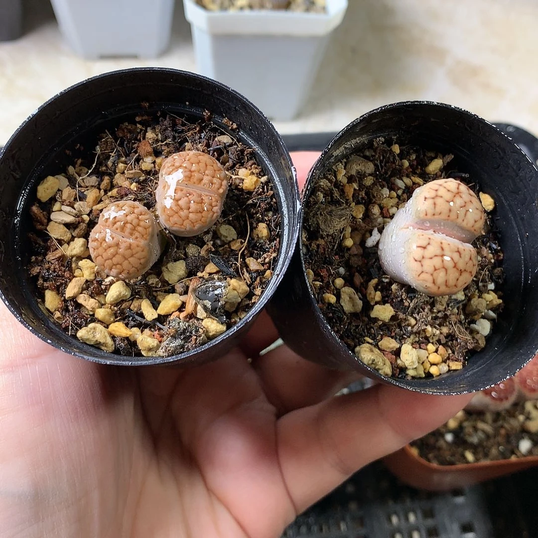 K434多肉植物保护