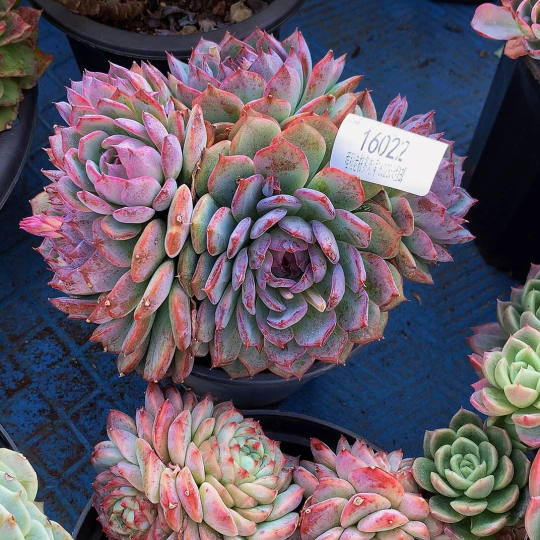 江****蓝色妖姬16022多肉多肉