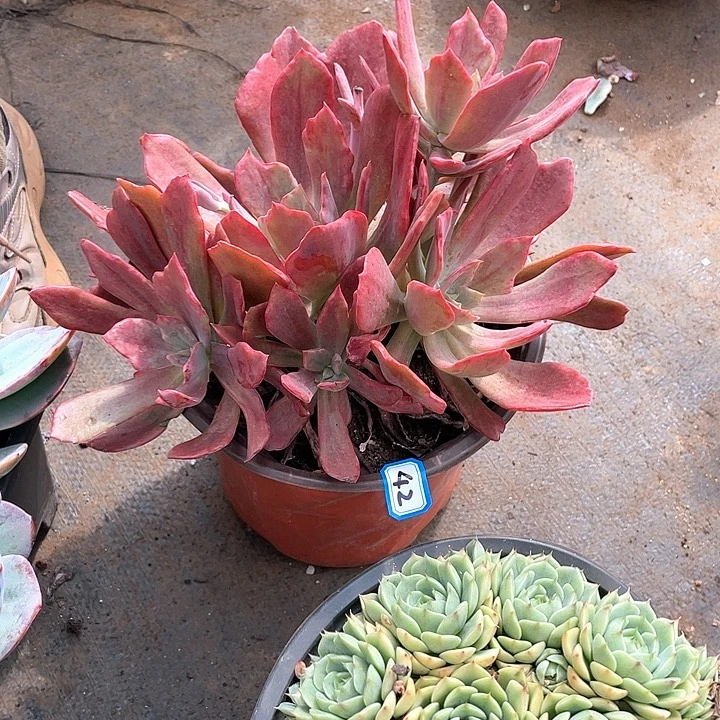 42钻石锦 一物一拍多肉