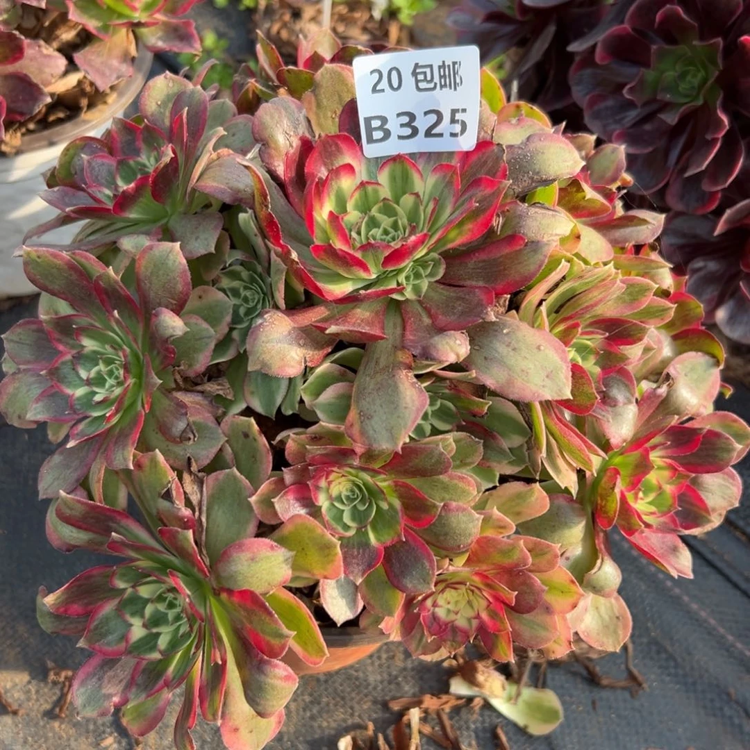 325粉体海王，多肉法师说