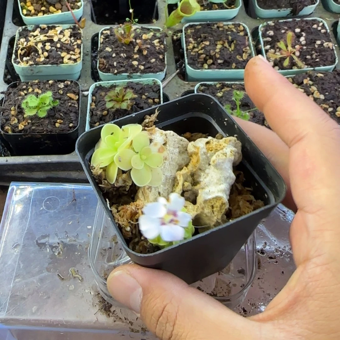 大***八完全开放一物一拍捕虫堇3棵