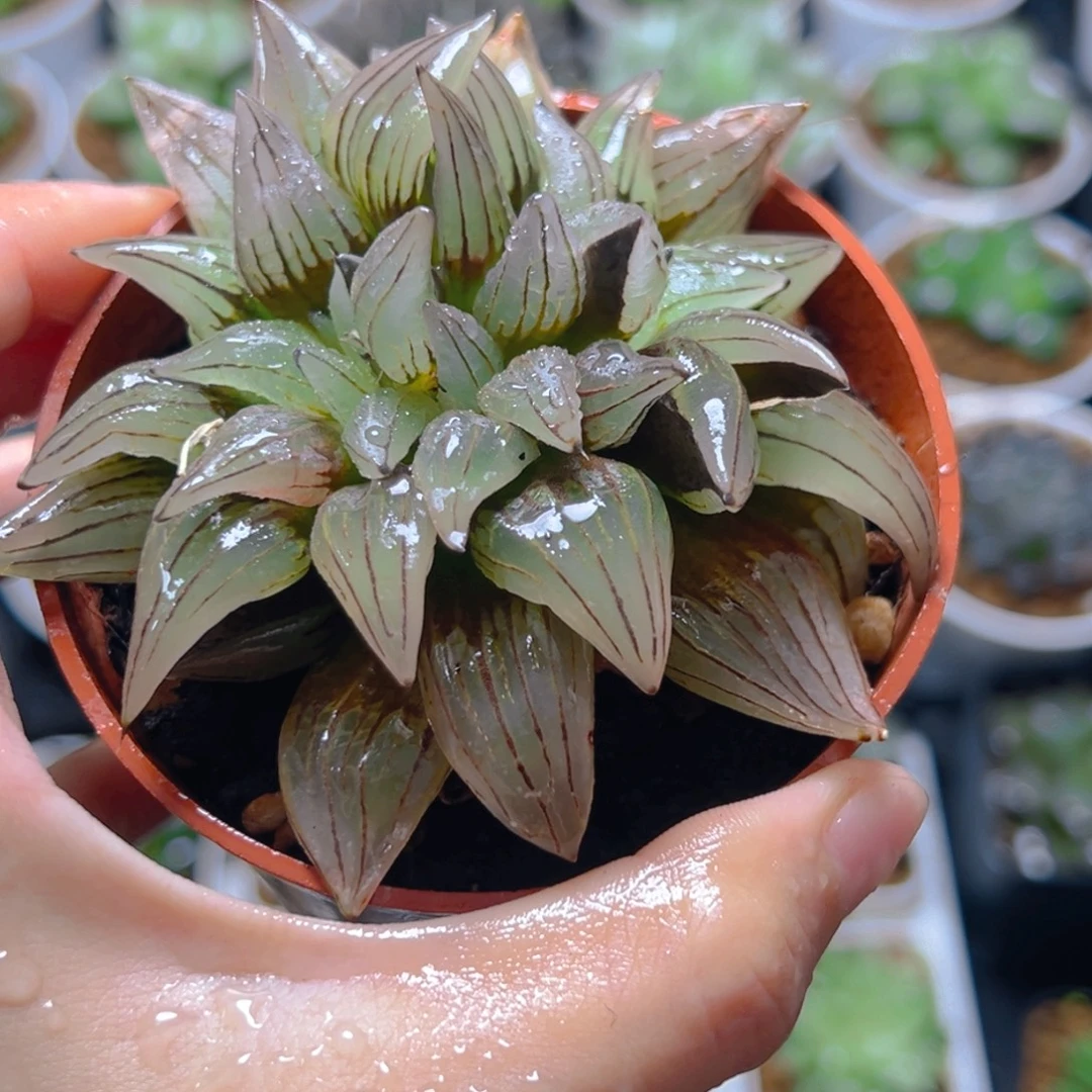 3833多肉植物一颗多肉