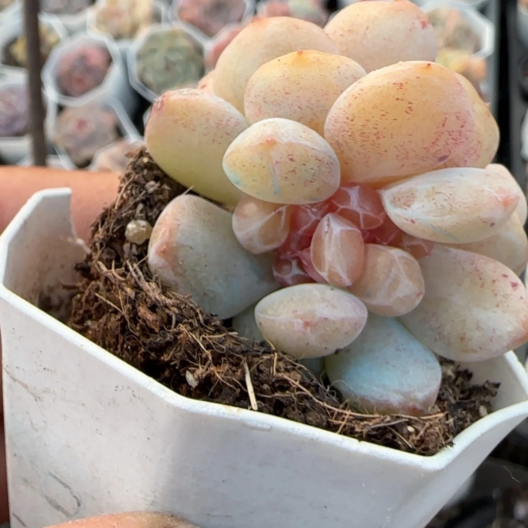 假***想多肉小卡拉米糖心一物一拍